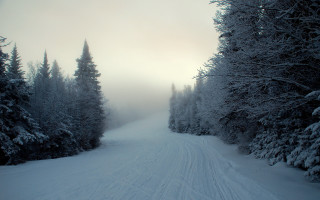 Skiing snow slope trees forest 2 - a person riding free wallpaper
