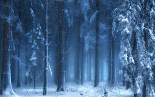 Snowy forest trees snow ground - a few branch free wallpaper