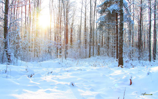 Snow covered forest trees skiing - the ground and a person free wallpaper