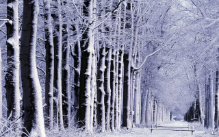 Snowy path forest benches trees - tonalism free wallpaper