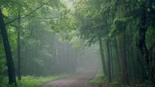 Dirt road forest trees fog 2 - a dirt road in the middle of a forest free wallpaper