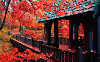 Gazebo fall foliage red leaves - red leaf free wallpaper