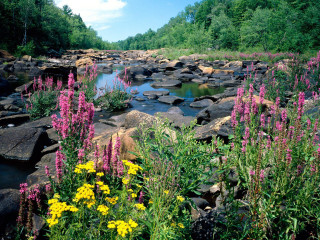 Stream lush green forest flowers - a stream free wallpaper