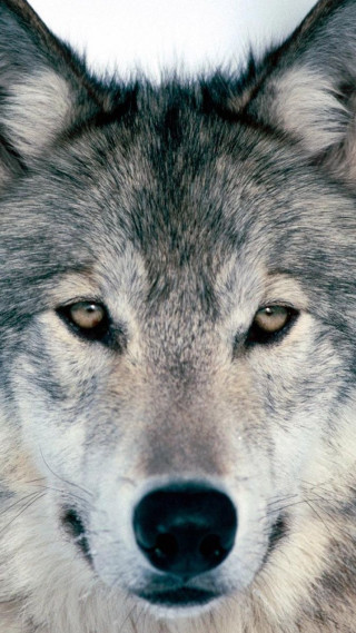 Wolf brown eyes white background - a black nose free wallpaper