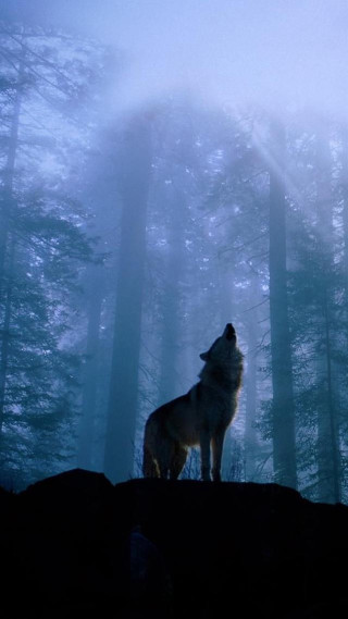 Wolf hill woods night fog - free forest wallpaper