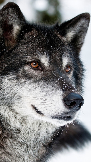 Wolf snow face looking distance - animal photography free wallpaper