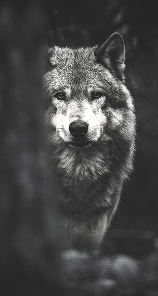 Wolf looking out window camera - caspar wolf free wallpaper