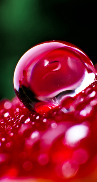 Red liquid droplet flower stem - macro photography free wallpaper