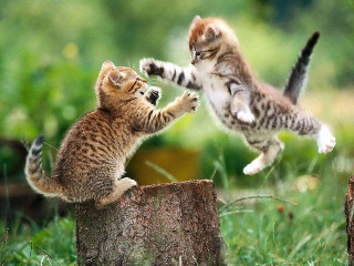 Kittens playing stump grass woods 2 - the grass outside free wallpaper