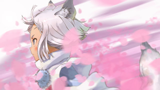 Anime whitehair catears pinkflowers cherryblossoms - furry free wallpaper