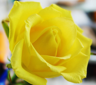 Yellow rose vase flowers background - anna maria barbara abesch free wallpaper