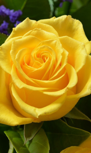 Yellow rose purple flowers green - anna maria barbara abesch free wallpaper