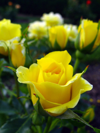 Yellow roses blooming garden area - rose free wallpaper