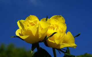 Yellow rose blooming sun sunny - a yellow rose free wallpaper