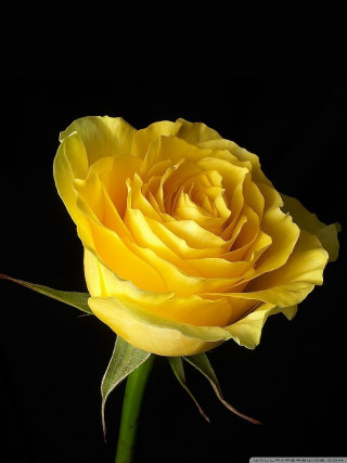 Yellow rose dark background green - anna maria barbara abesch free wallpaper