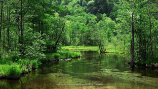 River lush green forest trees 2 - a forest in the background free wallpaper