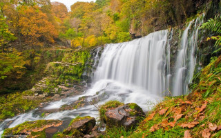 Waterfall forest trees leaves rocks - lot of trees free wallpaper