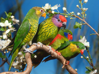 Colorful birds perched branch white - colorful bird free wallpaper