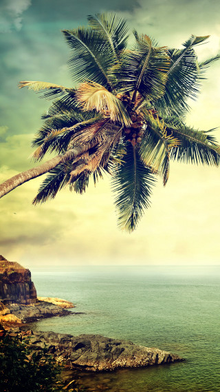 Palm tree cliff ocean boat - palm tree free wallpaper