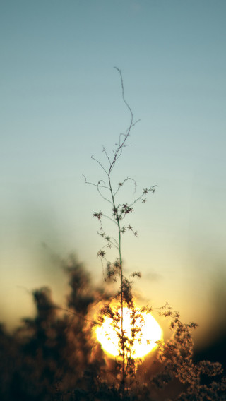 Plant sun sky clouds branches - free new year wallpaper