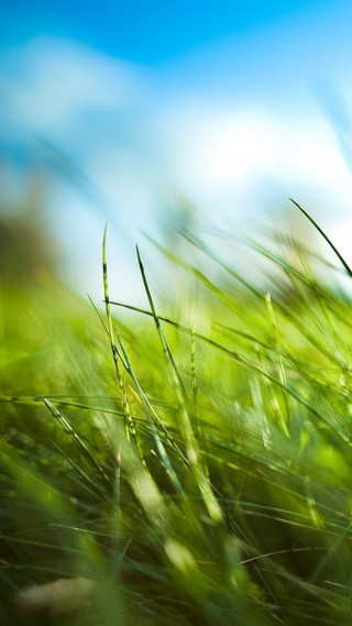 Grass field blue sky blurry 2 - andries stock free wallpaper