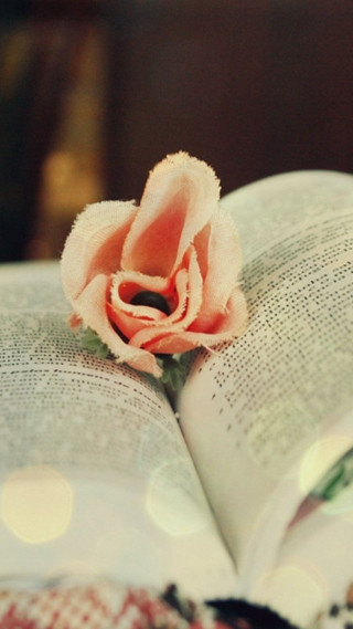 Book flower table lamp roses - still free wallpaper