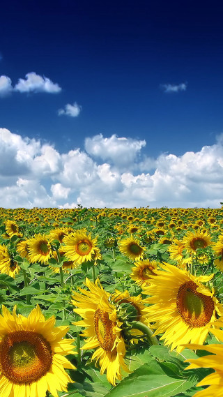 Sunflower field blue sky clouds 6 - beautiful landscape free wallpaper