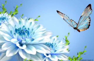 Blue butterfly over blue flower - a blue sky background free wallpaper