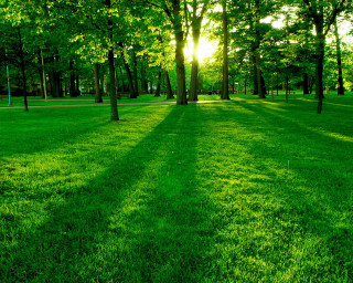Grassy field trees bench sunshine 4 - a grassy field free wallpaper