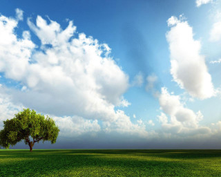 Tree field sky clouds background 2 - a tree in a field free wallpaper
