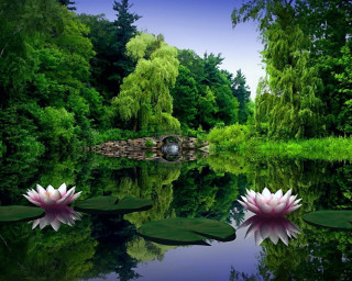 Pond water lilies bridge trees 2 - a pond free wallpaper