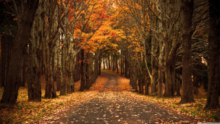 Dirt road trees leaves ground 2 - a dirt road free wallpaper