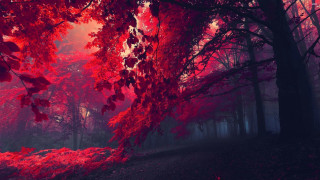 Red forest trees leaves ground 3 - a matte painting free wallpaper