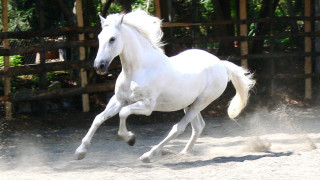 White horse running dirt field - a dirt field next free wallpaper