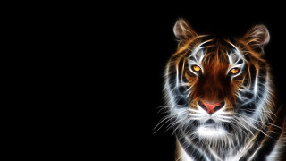 Tiger looking camera black background 3 - a tiger free wallpaper