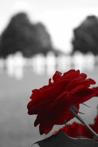 Red flower black white blurry - florianne becker free wallpaper