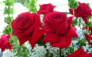 Red roses white flowers vase - red rose free wallpaper