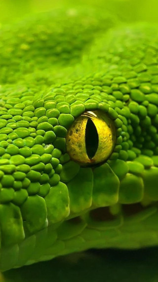 Green snake eye closeup yellow - free nature wallpaper