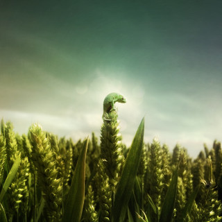 Green lizard grass field sky - chris labrooy free wallpaper