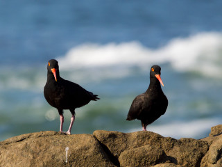 Two birds rock ocean water - foamy free wallpaper