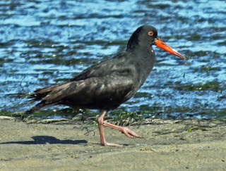 Bird long beak beach water - bascove free wallpaper