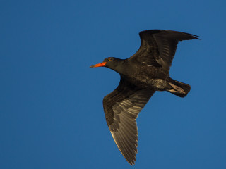 Bird flying blue sky red - bird free wallpaper