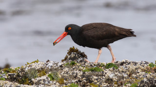 Bird long beak rock water - bascove free wallpaper