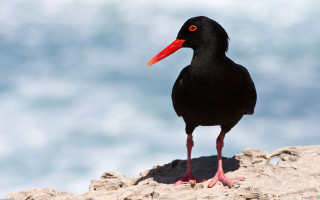 Black bird red beak ocean - orange beak free wallpaper