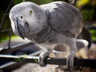 Parrot perched perch caged bowl - a bowl of food free wallpaper
