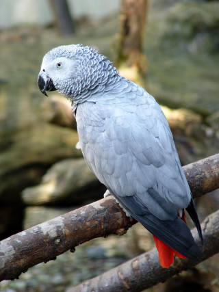 Parrot branch zoo enclosure white - primitivism free wallpaper