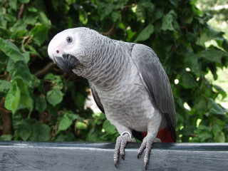 Parrot perched on ledge tree - a tree and bushes free wallpaper