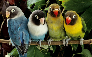 Birds tree branch leaves flowers - three bird free wallpaper