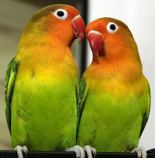 Colorful birds perch orange green - the other free wallpaper
