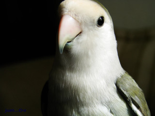 Green yellow bird chica macnab - upper body free wallpaper